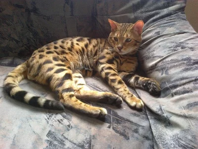 bengálský leopardí kocour na krytí