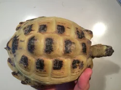 Želva stepní - 14,5 cm, stáří více než 10 let