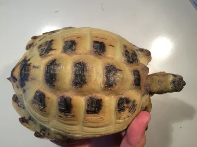 Želva stepní - 14,5 cm, stáří více než 10 let