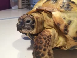 Želva stepní - 14,5 cm, stáří více než 10 let