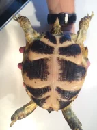 Želva stepní - 14,5 cm, stáří více než 10 let