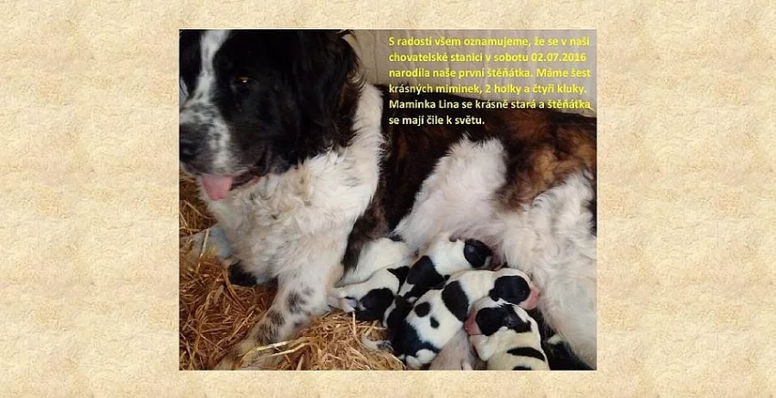 Nabídka štěňat moskeváka s PP.