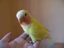 ochočení agapornis růžohrdlí