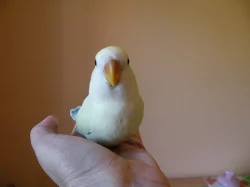 ochočení agapornis růžohrdlí