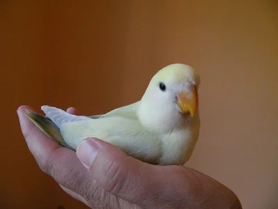 ochočení agapornis růžohrdlí