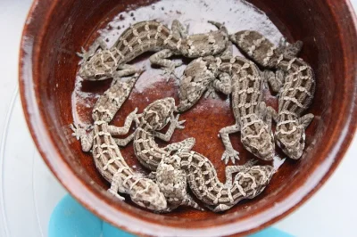 gekon hemidactylus imbricatus