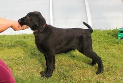 Flat Coated Retriever s PP ihned k odběru, poslední kluci
