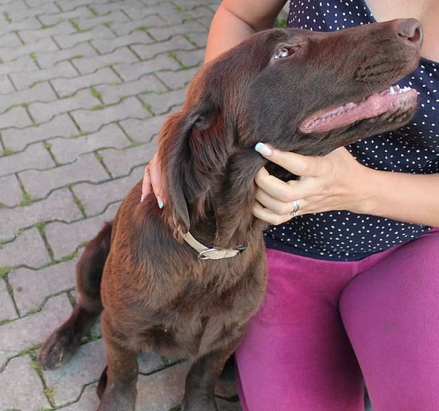 Flat Coated Retriever s PP ihned k odběru, poslední kluci