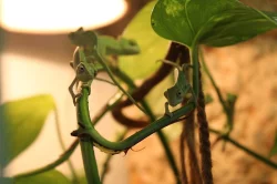 Samice chameleon jemenský