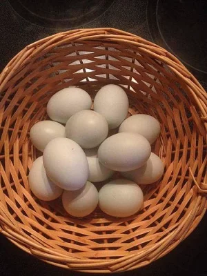 Araukana nasadova vejce