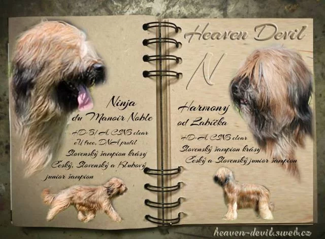 Briard plavá štěňátka