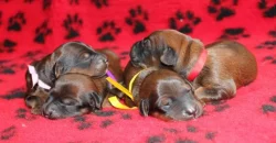 Briard plavá štěňátka