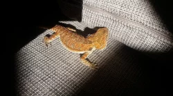 Agama Vousatá Orange