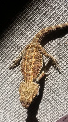 Agama Vousatá Orange