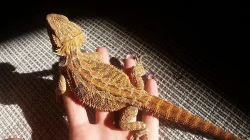 Agama Vousatá Orange