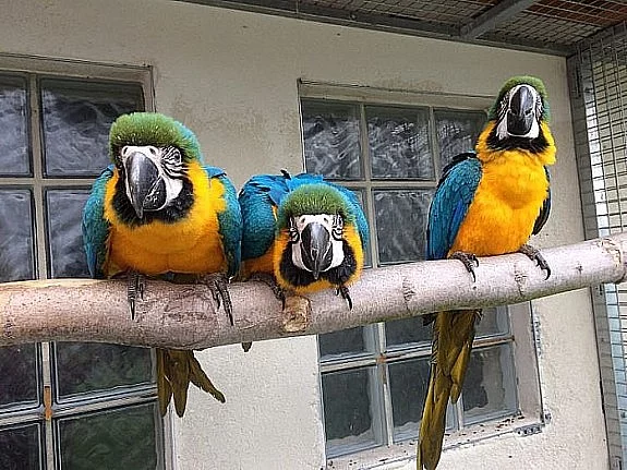 Krásného Ara papouška (samec a samičí )