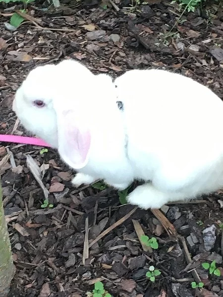 Prodam šlechtěneho kralicka