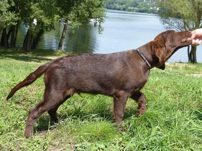 Hnědá štěňátka Flat Coated Retriever
