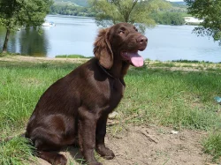 Hnědá štěňátka Flat Coated Retriever
