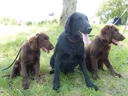 Hnědá štěňátka Flat Coated Retriever