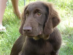Hnědá štěňátka Flat Coated Retriever