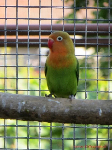 Agapornis fišeri