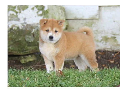 Shiba inu –  nabízí exklusivní štěňátka s PP