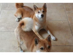 Shiba inu –  nabízí exklusivní štěňátka s PP