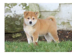 Shiba inu –  nabízí exklusivní štěňátka s PP