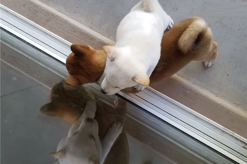 Shiba inu –  nabízí exklusivní štěňátka s PP