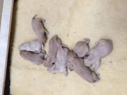 Prodám štěňátka labradorský retrívr s PP