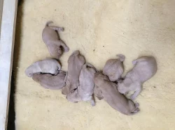 Prodám štěňátka labradorský retrívr s PP