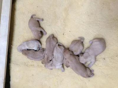 Prodám štěňátka labradorský retrívr s PP