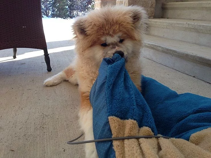 Štěňátko Akita-inu