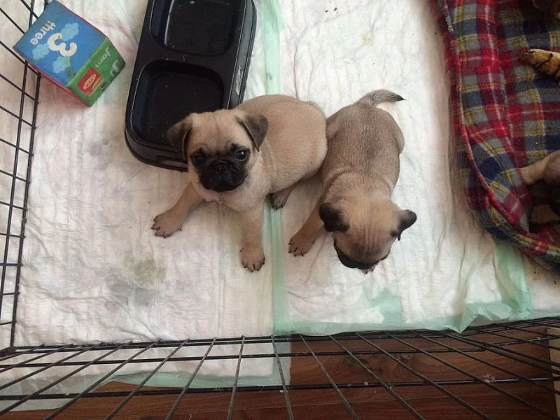 mops štěňata  s PP