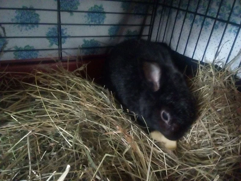 Králík zakrslý