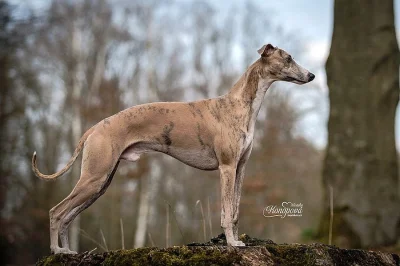 whippet štěňátka