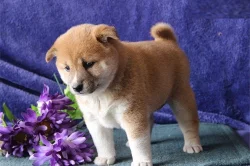 štěňátka Shiba Inu s PP