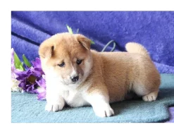 štěňátka Shiba Inu s PP