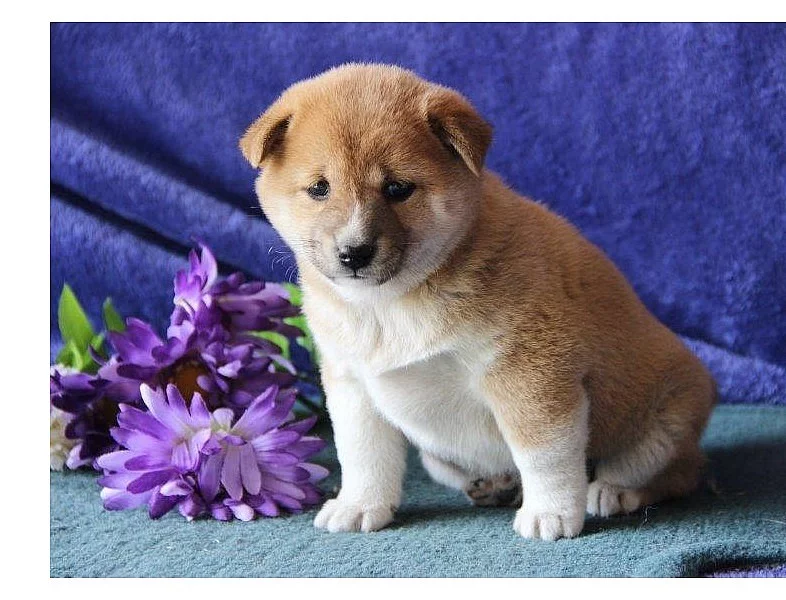 štěňátka Shiba Inu s PP
