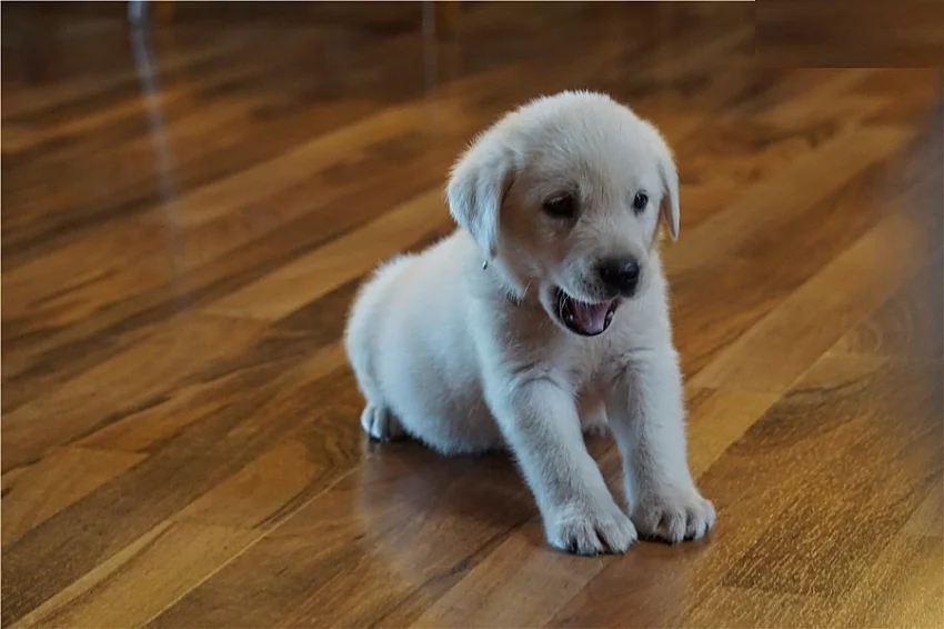 labradorský retrívr  štěňátka s pp