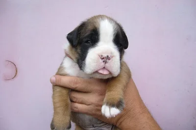 štěňata boxerů s PP