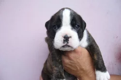 štěňata boxerů s PP
