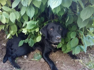 Labradorský retrívr Psi