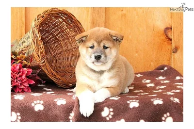 nabízí štěňátka Shiba Inu s PP.
