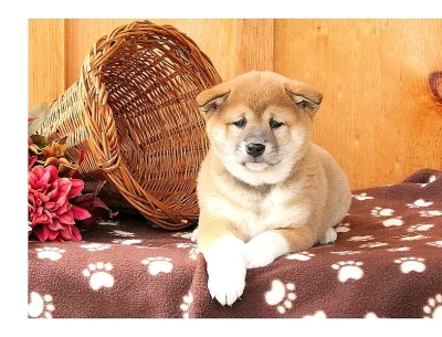 nabízí štěňátka Shiba Inu s PP.