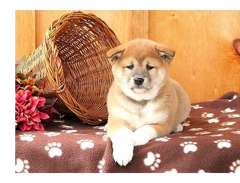nabízí štěňátka Shiba Inu s PP.