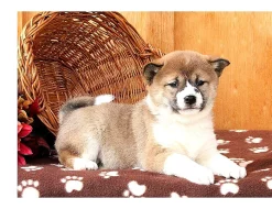 nabízí štěňátka Shiba Inu s PP.