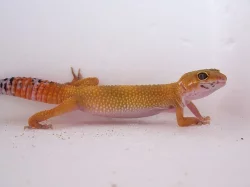 E. macularius - Gekončík noční