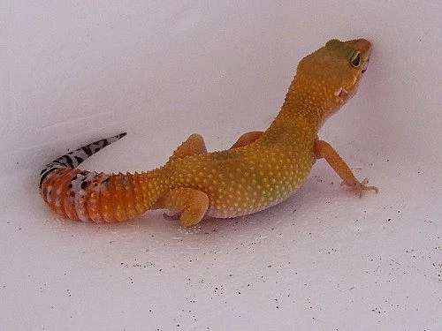 E. macularius - Gekončík noční